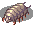 Maggot