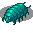 Faceworm Larva